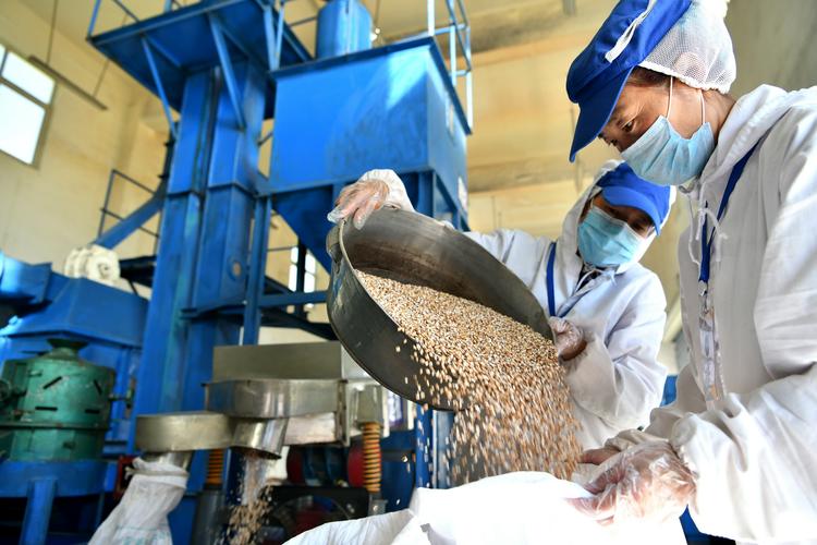 员工在洛宗特色产品开发公司的生产线上将烘炒好的青稞装袋(7月24日摄